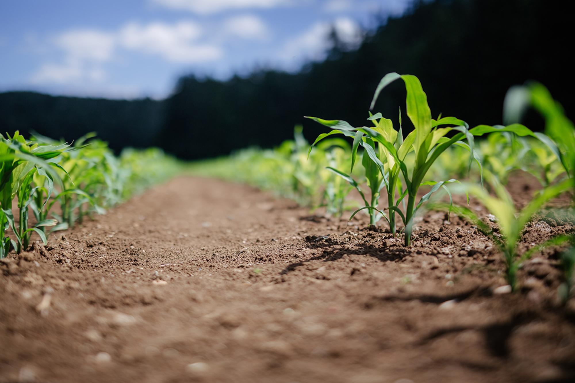 Plantacion_maiz